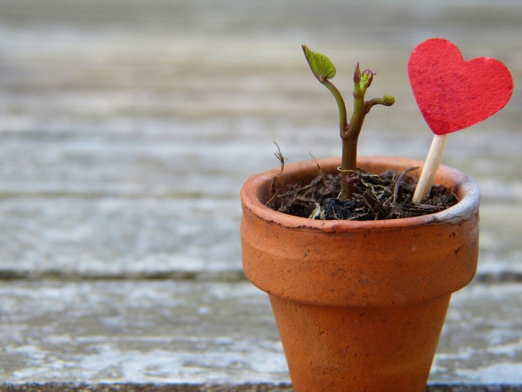 plant pot, drove, heart-2756428.jpg